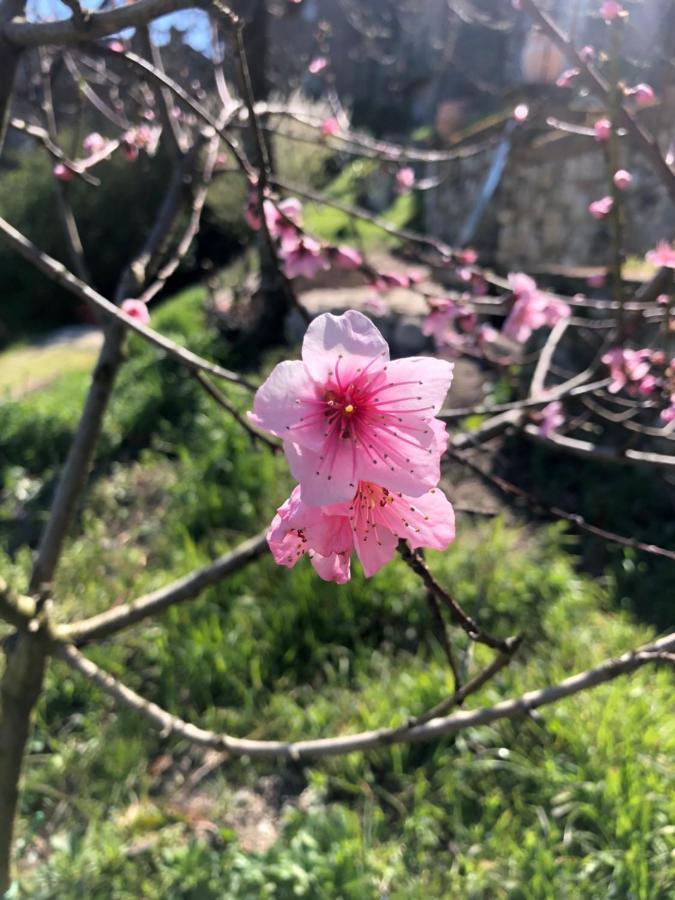 Lemon Tree Boutique Guest House 토티 외부 사진